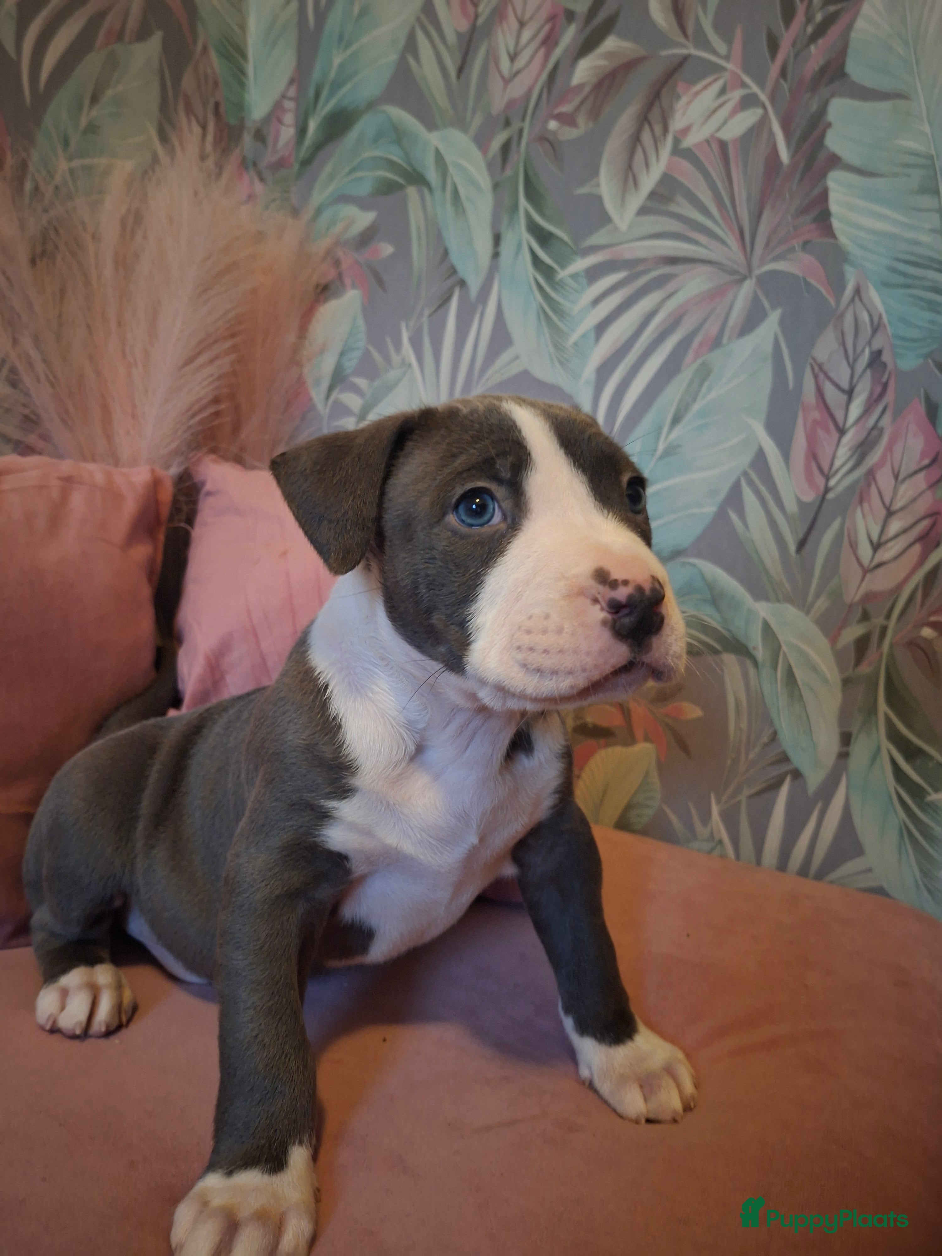 Amerikaanse Bully honden American bully xl pups - Advertentie 1