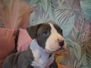 Amerikaanse Bully honden American bully xl pups - Advertentie 1