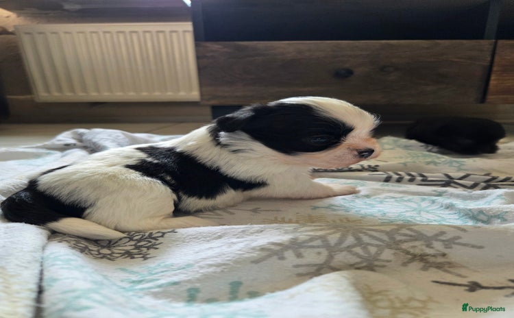 Boomer honden - Advertentie 3