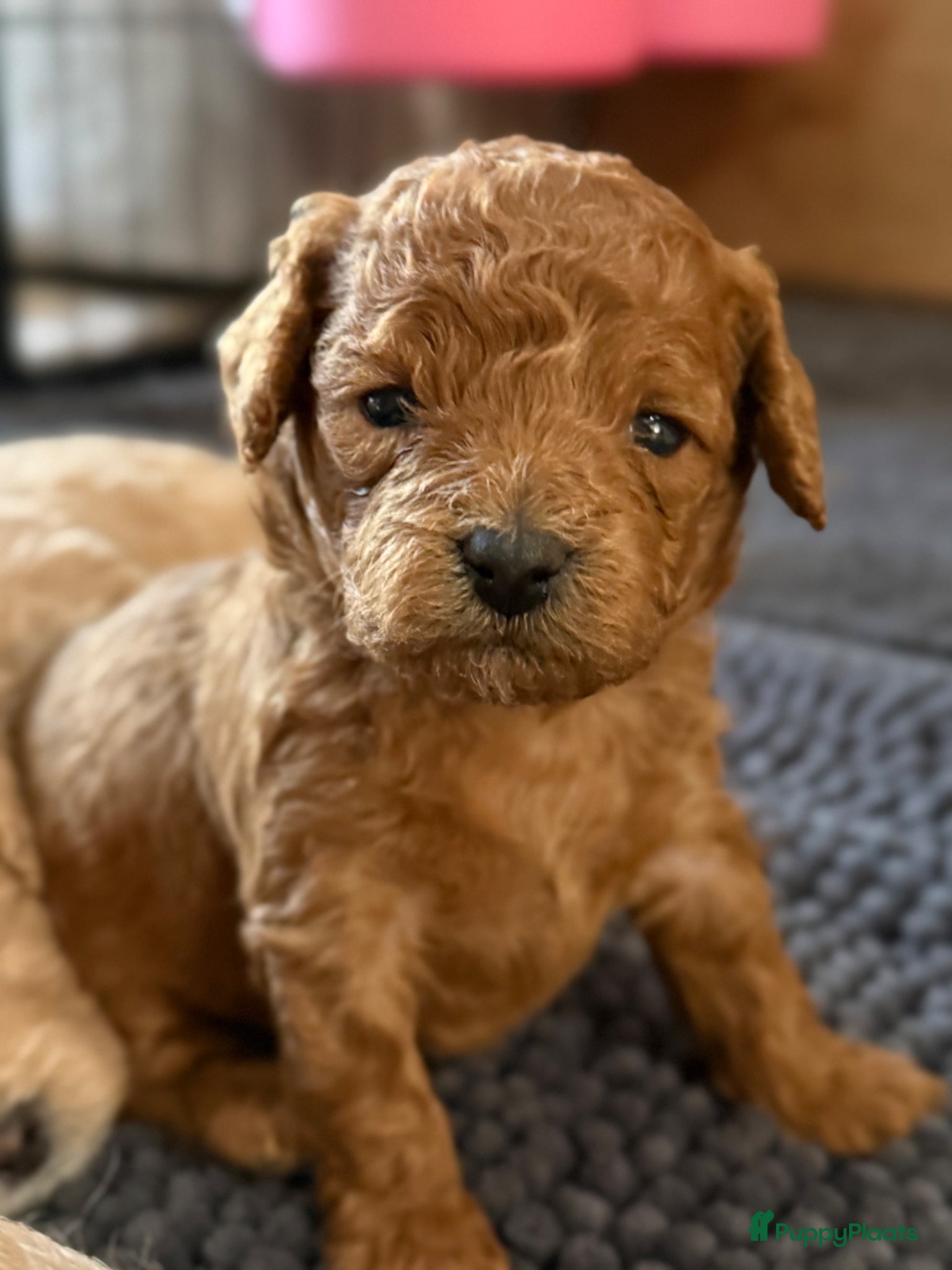 Cockapoo honden Dwerg poedel x Cockapoo - Advertentie 11
