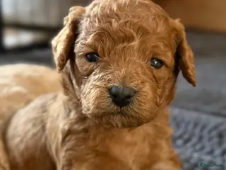 Cockapoo honden Dwerg poedel x Cockapoo - Advertentie 11