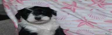 Tibetaanse Terriër Puppy 4