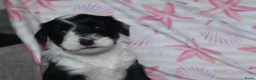 Tibetaanse Terriër honden te koop: Tibetaanse terrier pups met stamboom  - Advertentie 17