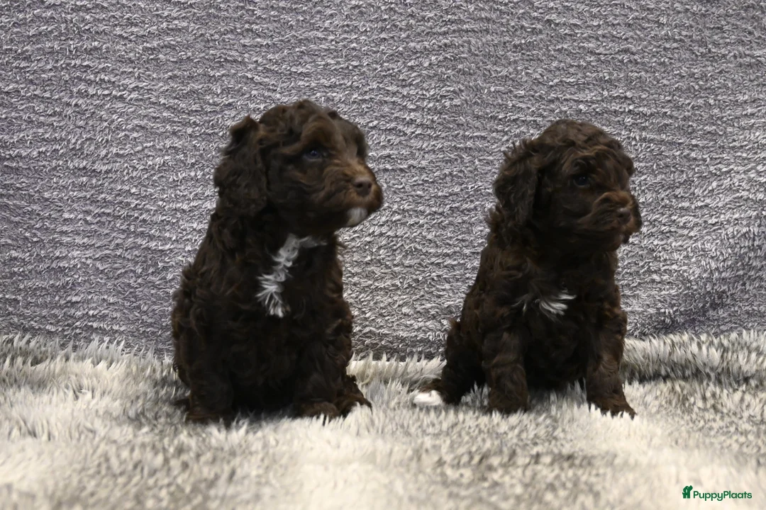 Australian Labradoodle honden te koop: Prachtige Chocolade bruine Labradoodle pup - Advertentie 17