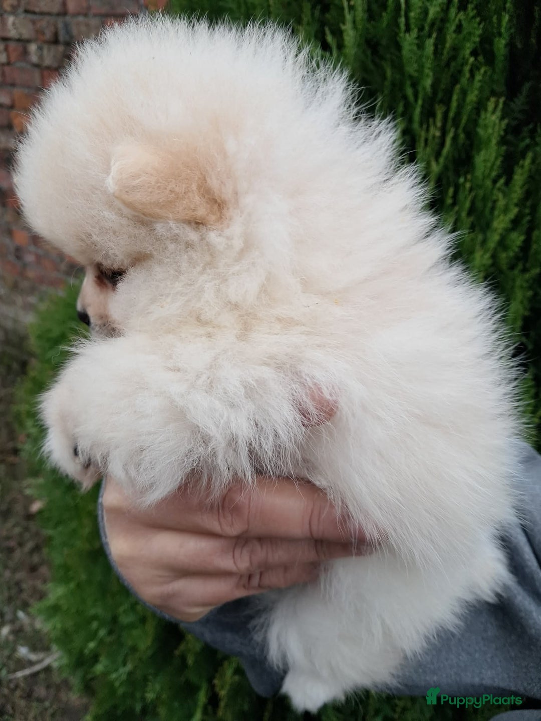 Pomeriaan honden te koop: Pomeriaan puppy’s  - Advertentie 4