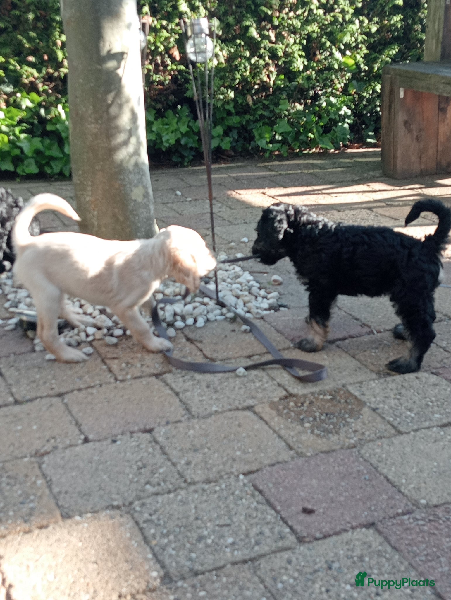Labradoodle honden Labradoodle puppies  - Advertentie 1