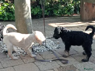 Labradoodle honden Labradoodle puppies - Advertentie 1