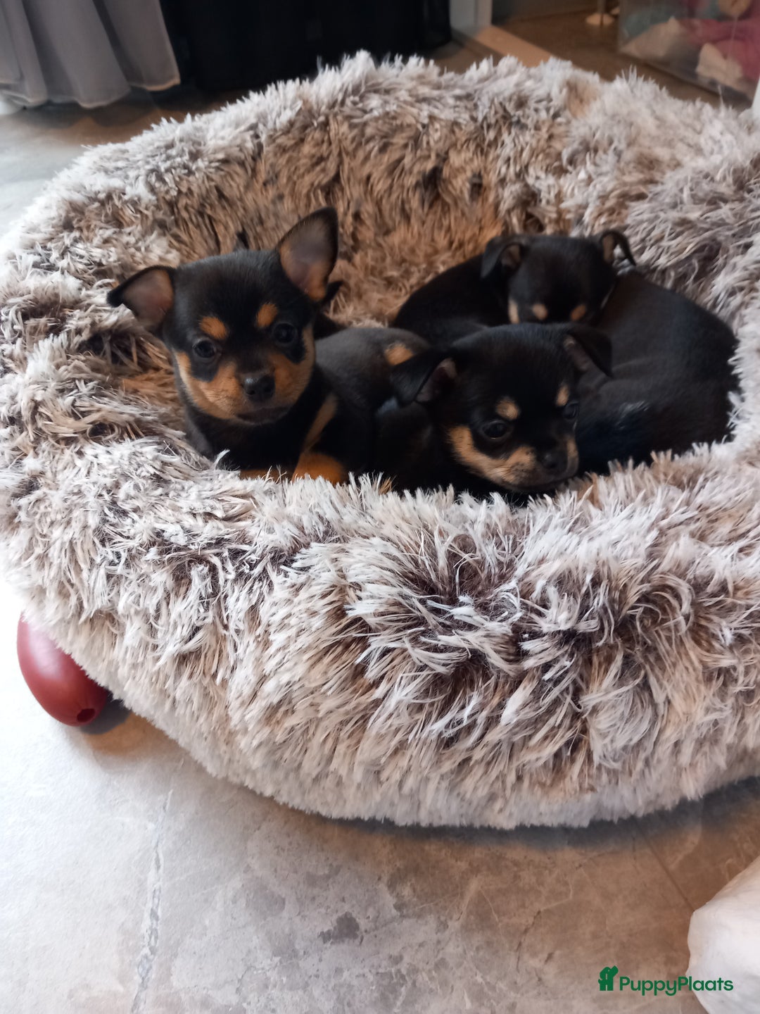 Chihuahua honden te koop: Raszuivere chihuahua pups - Advertentie 11