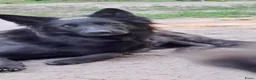 Duitse Herder honden te koop: Langstokharige Duitse Herder puppies zw.en zw/br  - Advertentie 4