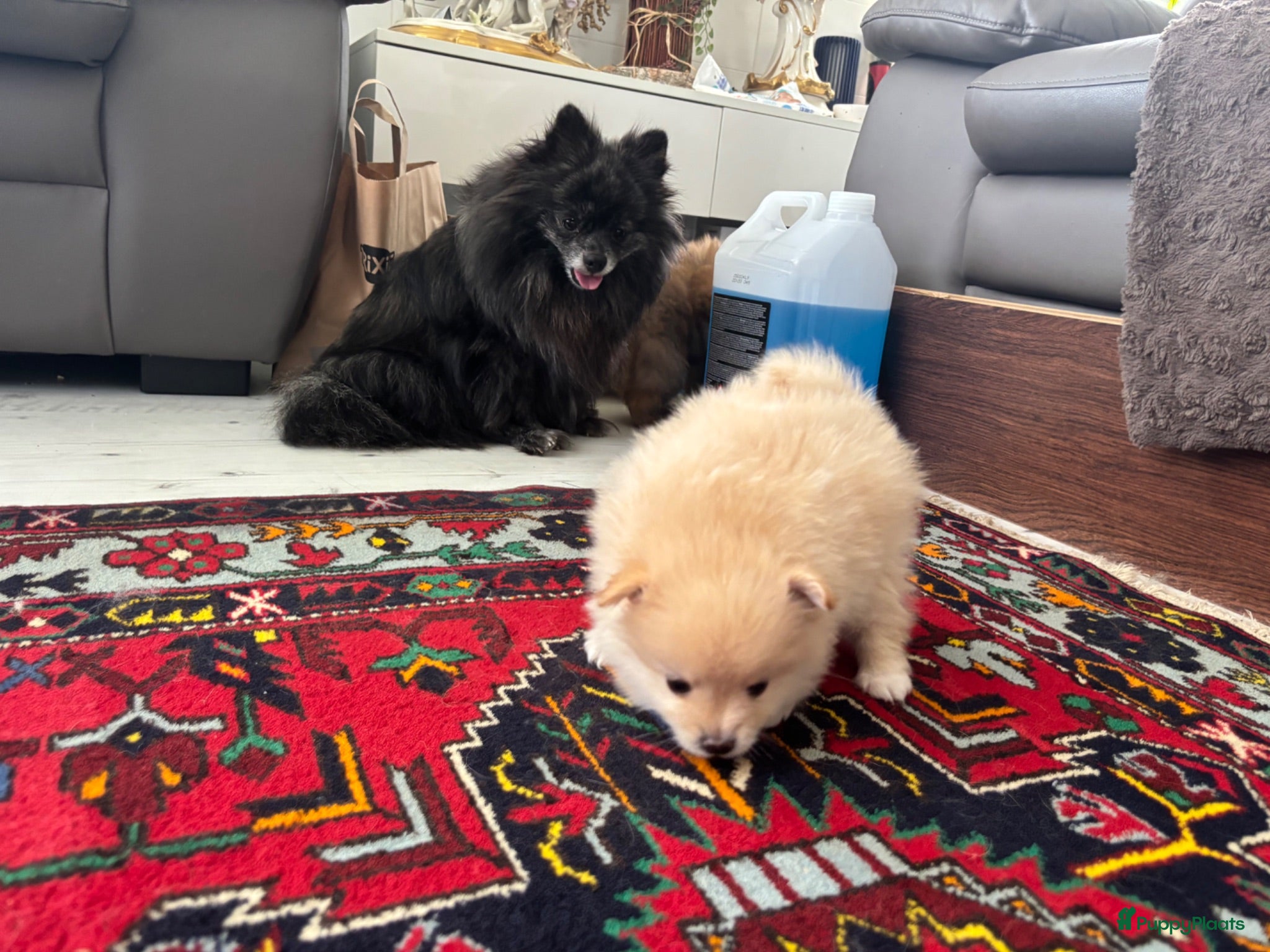 Pomeriaan honden Pomeriaan puppy’s 🐶 - Advertentie 14