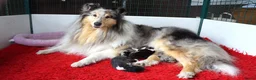 Schotse Herdershond langhaar honden te koop: Schotse Collie pup  - Advertentie 9
