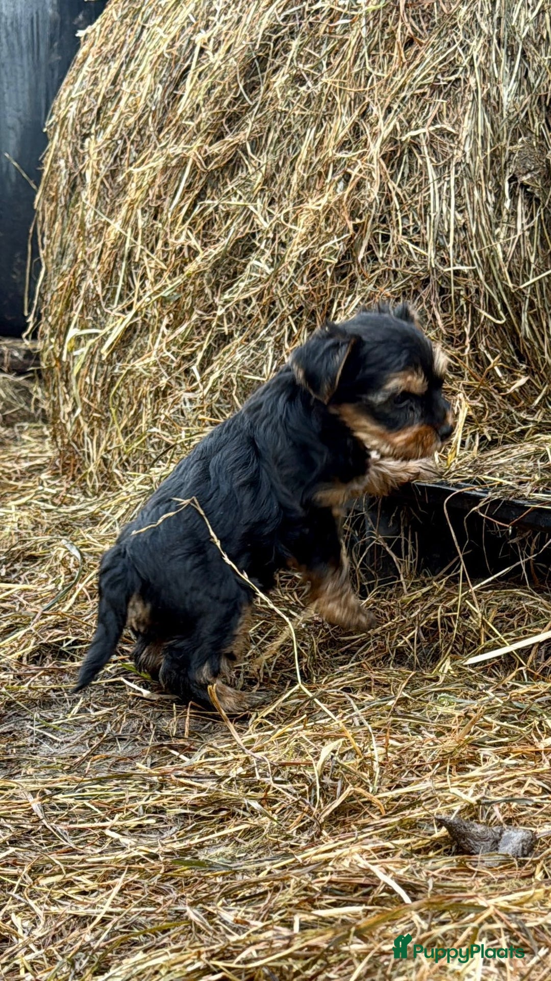Yorkshire Terriër honden te koop: Yorkshire terriër puppies zoeken goudenmand. - Advertentie 7