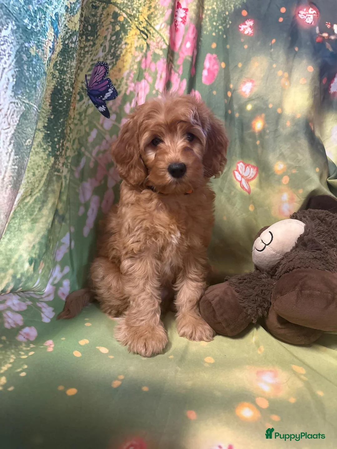 Australian Labradoodle honden te koop: Te koop mini Australian Labradoodles met stamboom - Advertentie 13