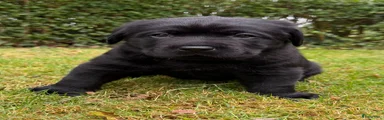 Labrador Retriever 2
