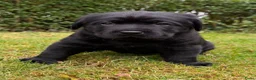 Labrador Retriever honden te koop: Prachtige zwarte labrador pups met stamboom in Bunne - Advertentie 4