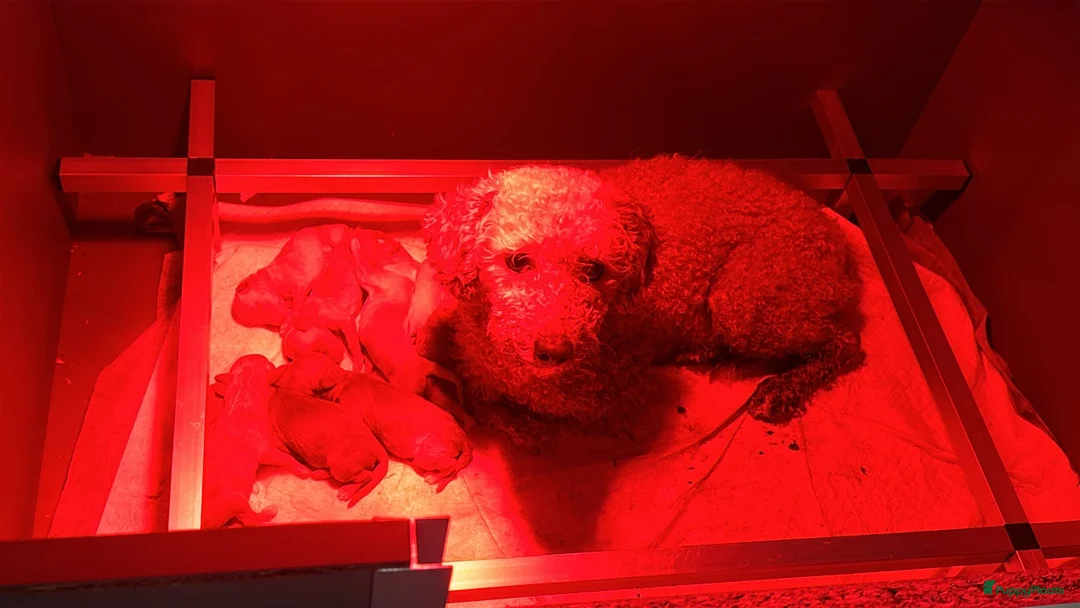 Kruising honden te koop: Maltipoo x mini labrdoodle - Advertentie 6