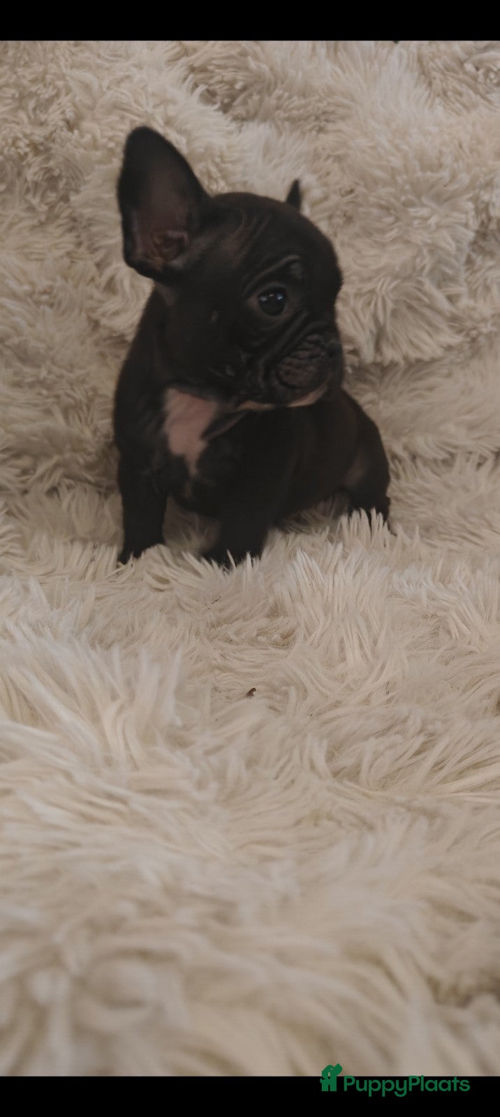Franse Bulldog honden Franse bulldog pups uit geteste ouders.  - Advertentie 1