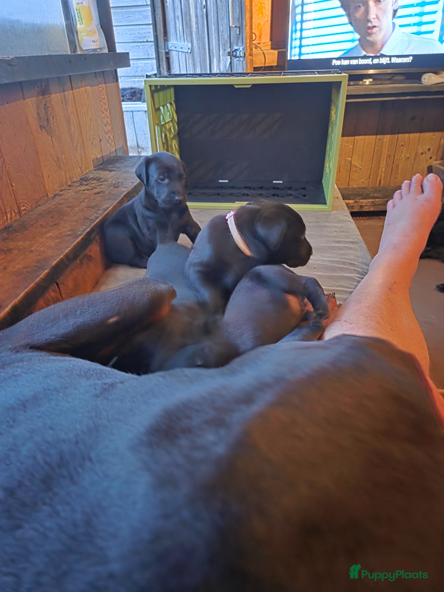 Kruising honden te koop: Te koop Doberman × pups - Advertentie 3