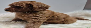 Cockapoo Puppy 5