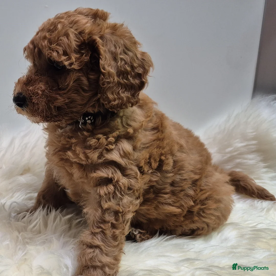Cockapoo honden te koop: Cockapoo teefje en reutje - Advertentie 13