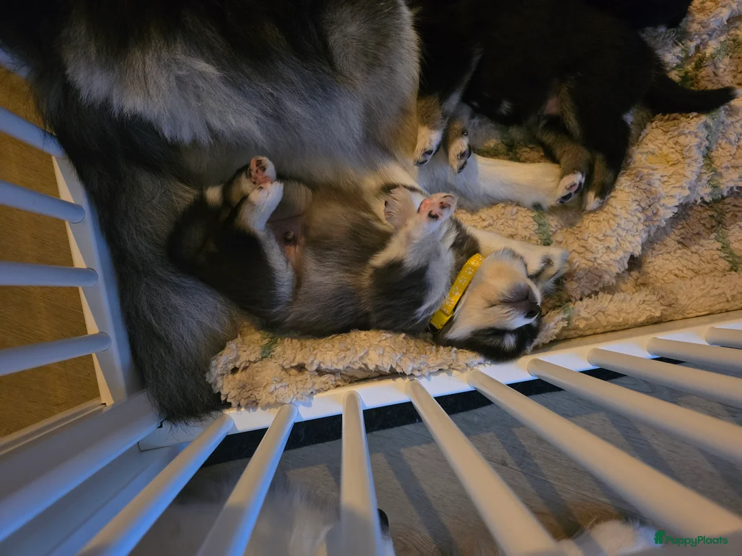 Pomsky honden te koop: Pomsky puppy's  met Husky looks - Advertentie 15