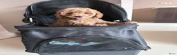 Poedel Toy honden te koop: Toy poedel raszuiver  - Advertentie 8