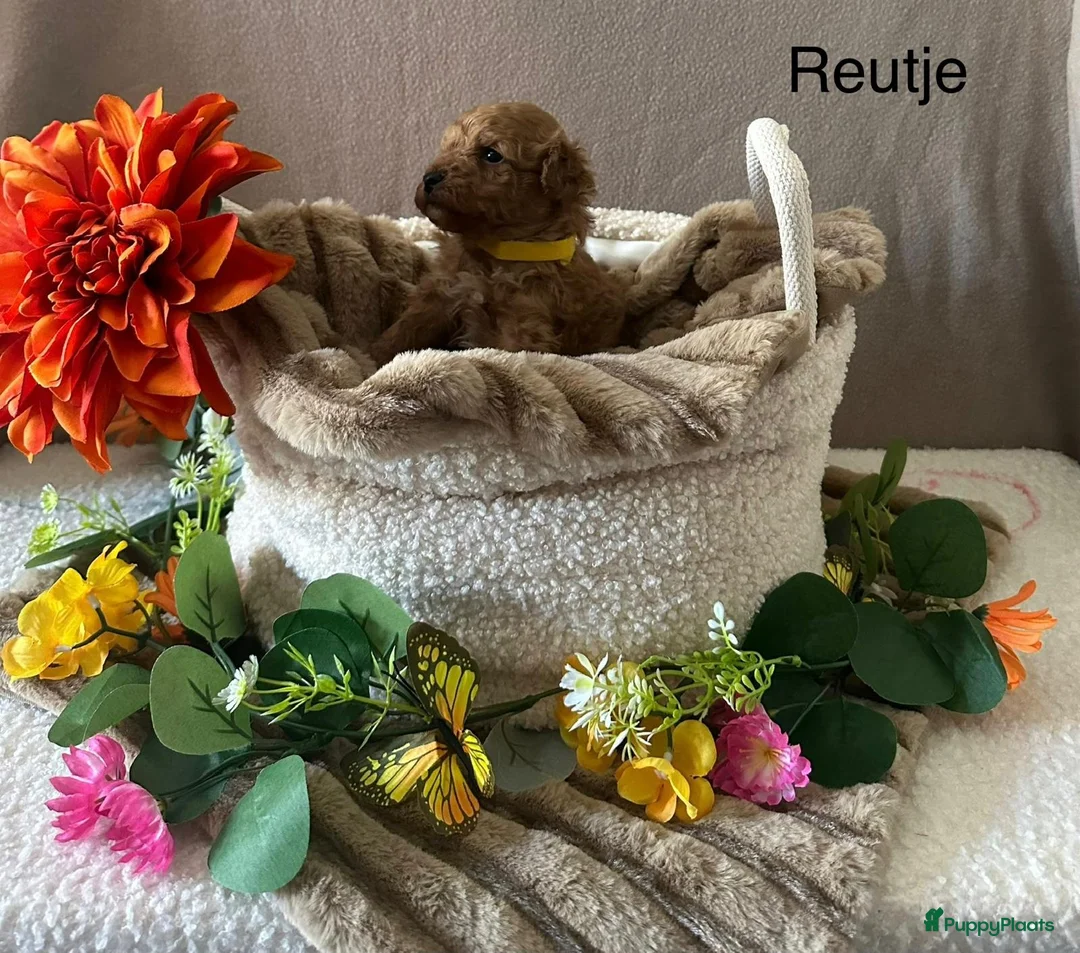 Poedel Toy honden te koop: Toy poedel puppy's  - Advertentie 2