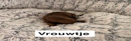 Kruising honden te koop:  Dwergpincher x Chihuahau X Kaninchenteckel pups. - Advertentie 4