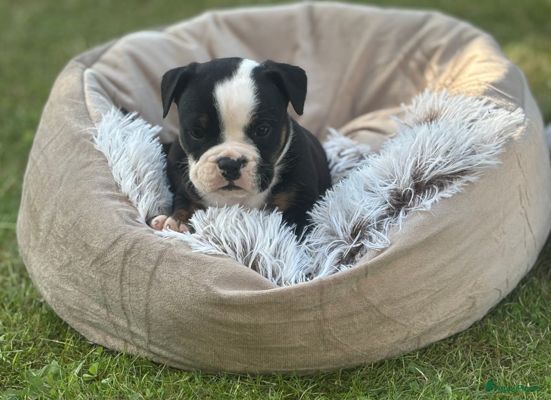 Old English Bulldog honden te koop: Old english Bulldog pups uit geteste ouders - Afbeelding 11