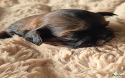 Shih Tzu honden te koop: Shih tzu pups  in Espel - Afbeelding 11