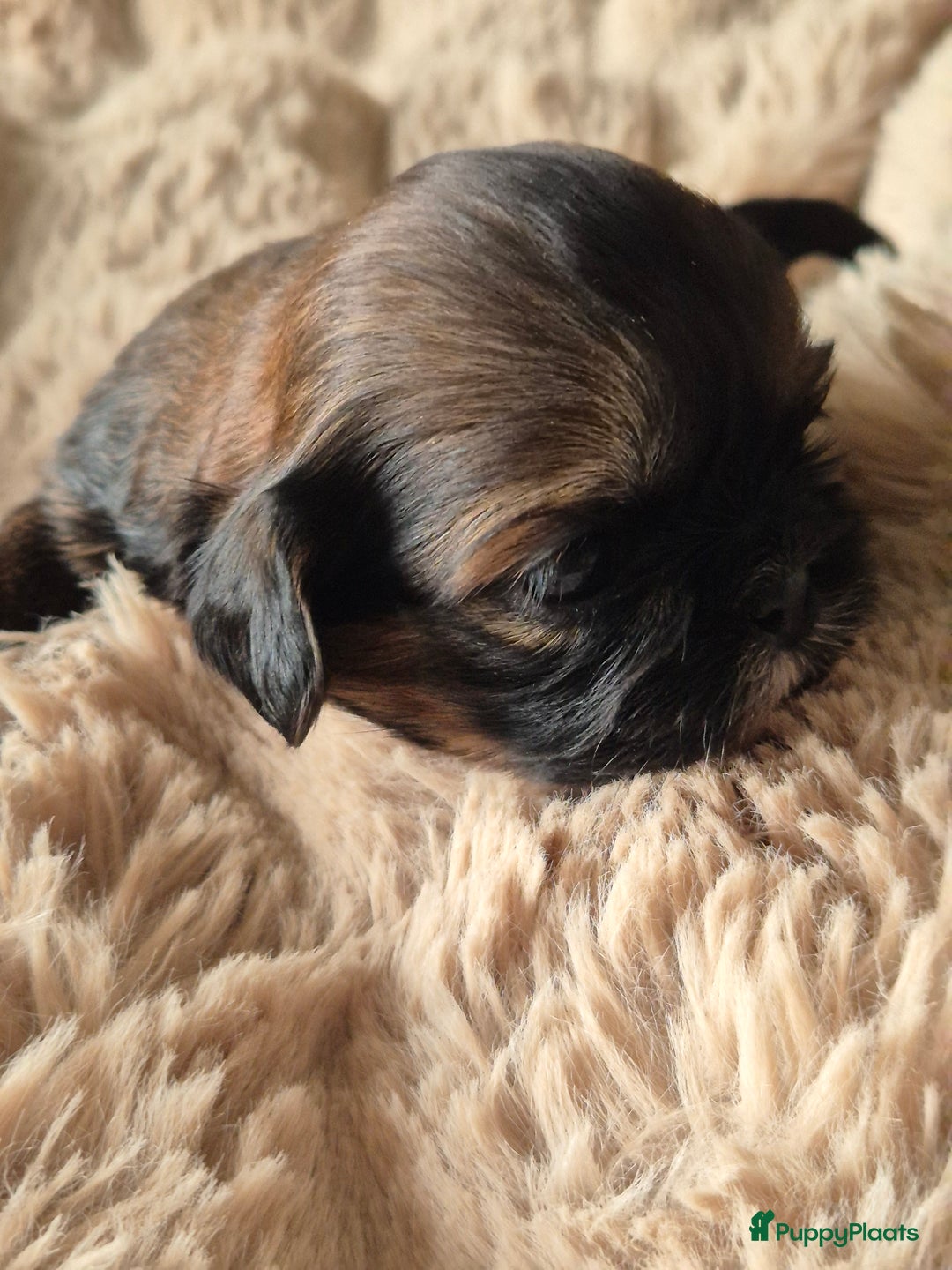 Shih Tzu honden te koop: Shih tzu pups  in Espel - Afbeelding 11