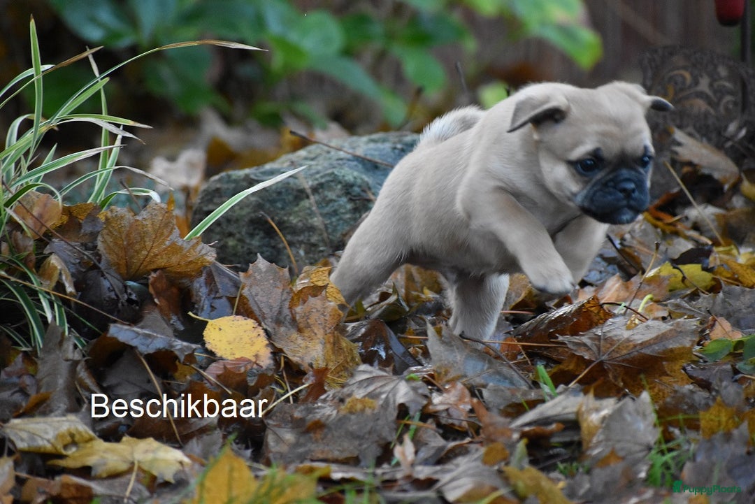 Kruising honden te koop: gezonde Retromops puppy's - Advertentie 4