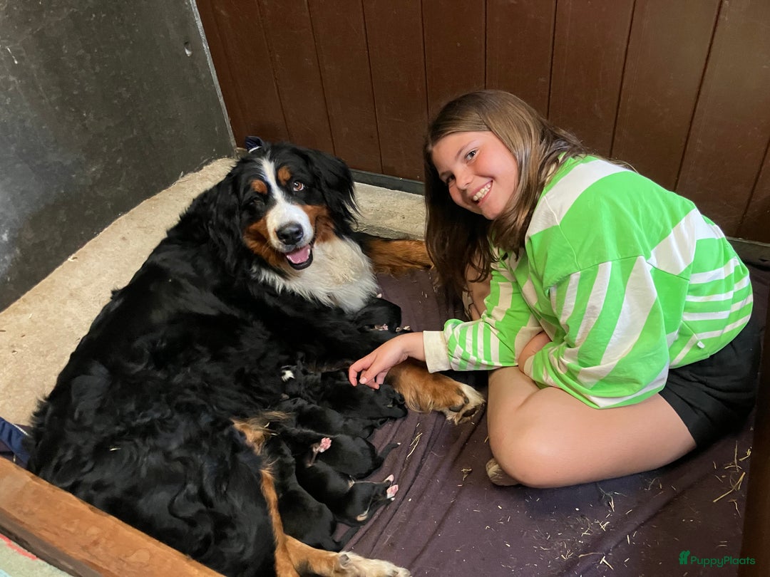 Berner Sennenhond honden te koop: Berner Senner pups  - Afbeelding 4