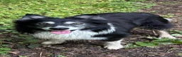 Border Collie honden te koop: Border Collie pups met FCI stamboom - Advertentie 10