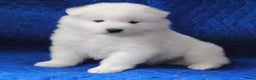 Samojeed honden te koop: Samojeed pups - Advertentie 2