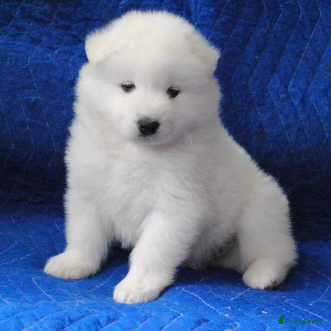 Samojeed honden te koop: Samojeed pups - Advertentie 2