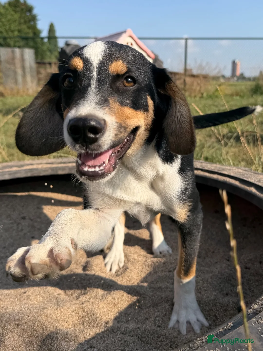 Kruising honden te koop: Tygo  - Advertentie 2
