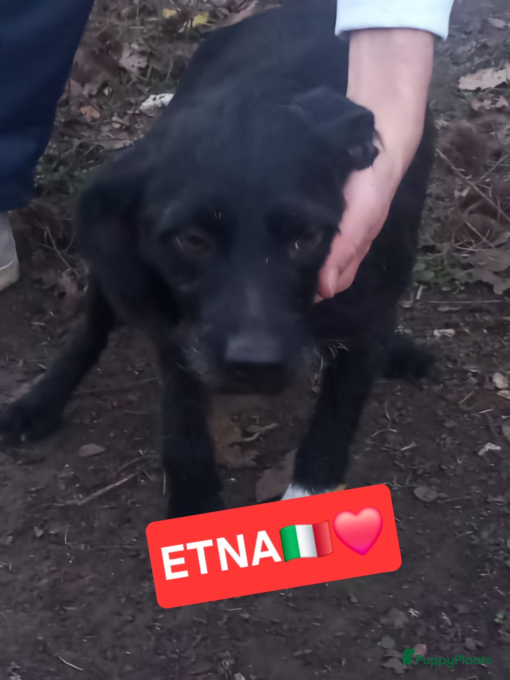 Kruising honden Etna zoekt baasje - Advertentie 14
