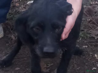 Kruising honden Etna zoekt baasje - Advertentie 20