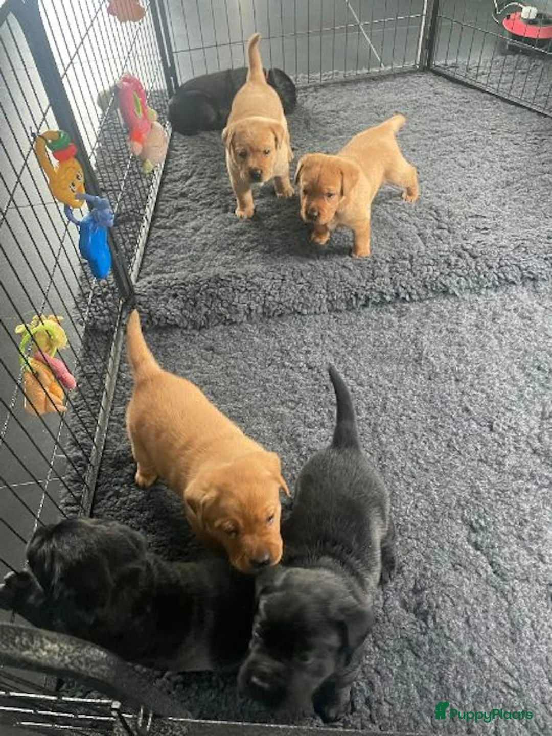 Labrador Retriever honden te koop: NEST AANKONDIGING LABRADOR PUPS - Advertentie 12
