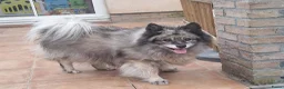 Keeshond honden ter adoptie: Keeshond teef gesterliseerd - Advertentie 5