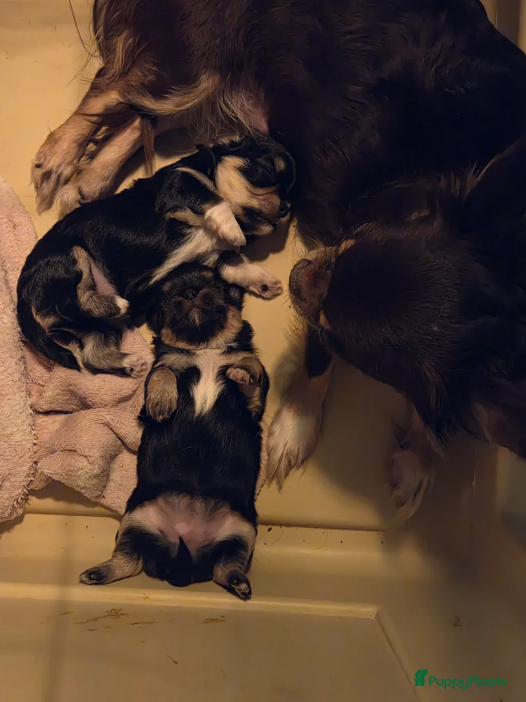 Kruising honden te koop: Mini Malchi / Mini Boomertje teefje Black & Tan  - Advertentie 13