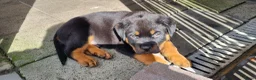 Rottweiler honden te koop: Nog 5 Rottweiler pups uit de volgende combinatie: - Advertentie 11
