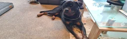 Rottweiler honden te koop: Rottweiler puppies te reserveren voor koop - Advertentie 3
