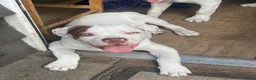 Kruising honden te koop: American pocket bully kruising  in Breda - Advertentie 3