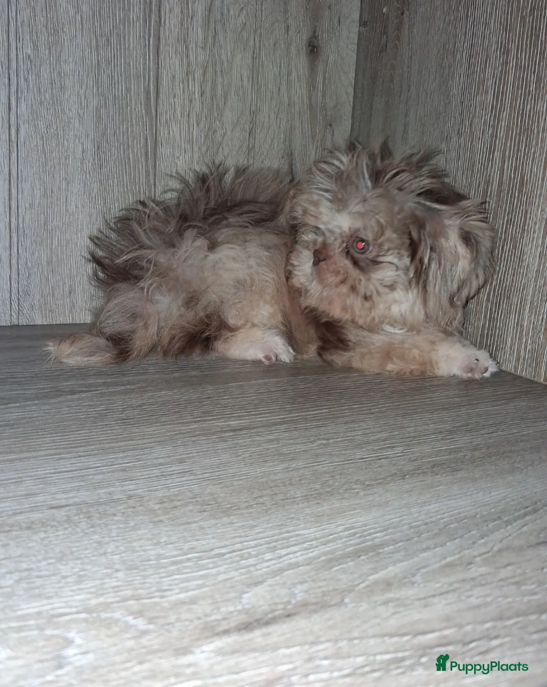 Shih Tzu honden te koop: Merle shih tzu pup - Advertentie 3