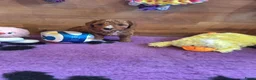 Kruising honden te koop: Prachtige mini/medium Australian labradoodle pups - Advertentie 3