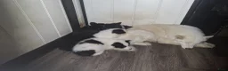 Kruising honden te koop: Prachtige dutch Laika's  - Advertentie 9