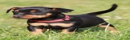 Dwergpinscher honden te koop: Dwergpincher pups aangeboden  - Advertentie 10