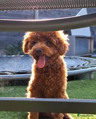 Poedel Toy honden rode toypoedel dekreu met FCI in Budel - Advertentie 2